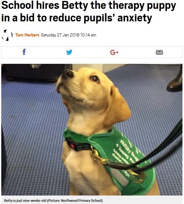 児童の心の安定やストレスの軽減を図るためセラピー犬を導入（画像は『Metro 2018年1月27日付「School hires Betty the therapy puppy in a bid to reduce pupils’ anxiety」（Picture: Northwood Primary School）』のスクリーンショット）