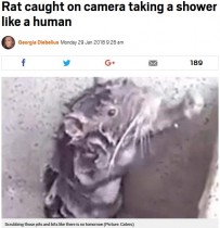【海外発！Breaking News】「人間のように体を洗うネズミ」動画拡散も意外な結末（ペルー）＜動画あり＞