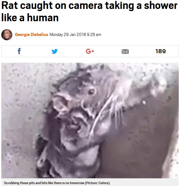 ネズミが自らの体をこすって洗う!?（画像は『Metro 2018年1月29日付「Rat caught on camera taking a shower like a human」（Picture: Caters）』のスクリーンショット）