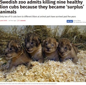 【海外発！Breaking News】5年間で健康な子ライオン9頭を安楽死　スウェーデンの動物園の対応に物議