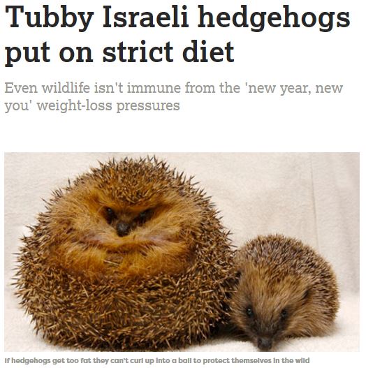 体重1656グラムの“肥満”ハリネズミ（画像は『The JC　2018年1月4日付「Tubby Israeli hedgehogs put on strict diet」のスクリーンショット）