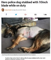 【海外発！Breaking News】「警察犬を攻撃した者に刑罰を」犯人に腹を切り裂かれたK9のハンドラー、訴え実る（英）