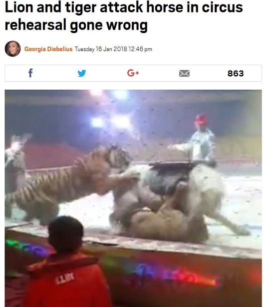 サーカスのリハーサル中に動物たちが大乱闘（画像は『Metro　2018年1月16日付「Lion and tiger attack horse in circus rehearsal gone wrong」（Picture: Asia Wire）』のスクリーンショット）