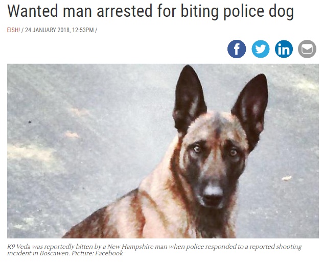 男、追いかけてきた警察犬に噛みつく（画像は『IOL News　2018年1月24日付「Wanted man arrested for biting police dog」（Picture：Facebook）』のスクリーンショット）
