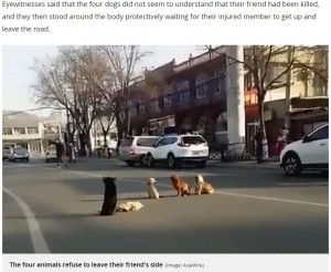 【海外発！Breaking News】路上で轢かれた犬のそばを離れようとしない4頭に心打たれる（中国）＜動画あり＞