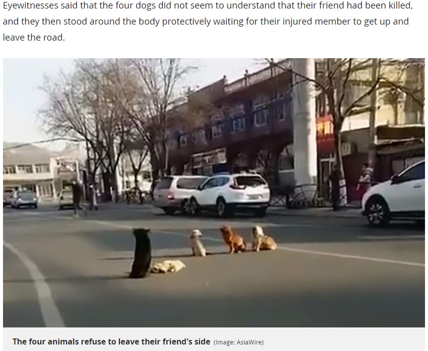 轢かれて死んだ犬のそばから動こうとしない4頭の犬（画像は『Mirror　2018年1月26日付「Loyal dogs guard dead body of their friend after it was hit and killed on a busy road」（Image: AsiaWire）』のスクリーンショット）