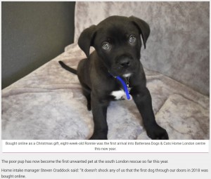 【海外発！Breaking News】クリスマスギフトだった仔犬、飼い主に捨てられ施設に（英）