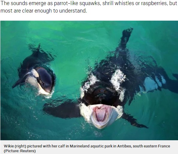 人間の言葉を真似るシャチ（画像は『Metro　2018年1月31日付「Wikie the killer whale speaks by saying hello, bye bye and blowing raspberries」（Picture: Reuters）』のスクリーンショット）