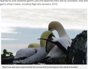 【海外発！Breaking News】カツオドリの雄、模型の雌に恋して長年片思いのままこの世を去る（ニュージーランド）＜動画あり＞