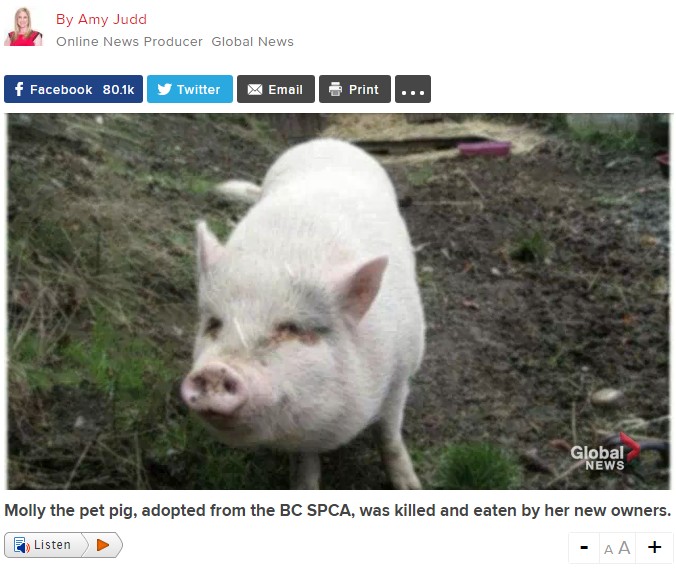 食べられてしまったペットの豚（画像は『Global News　2018年2月22日付「Pet pig adopted from BC SPCA killed and eaten by new owners」』のスクリーンショット）