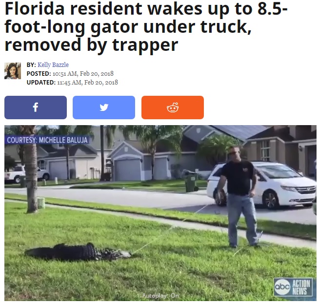 捕まえられたアリゲーター（画像は『ABC Action News　2018年2月20日付「Florida resident wakes up to 8.5-foot-long gator under truck, removed by trapper」』のスクリーンショット）