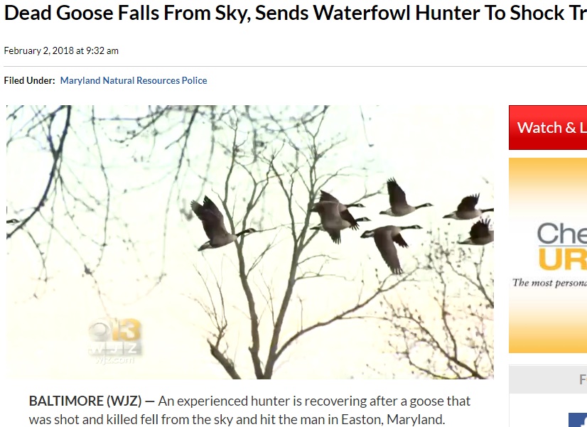 頭上に雁が落ち、猟師が救急搬送（画像は『CBS Baltimore　2018年2月2日付「Dead Goose Falls From Sky, Sends Waterfowl Hunter To Shock Trauma」』のスクリーンショット）