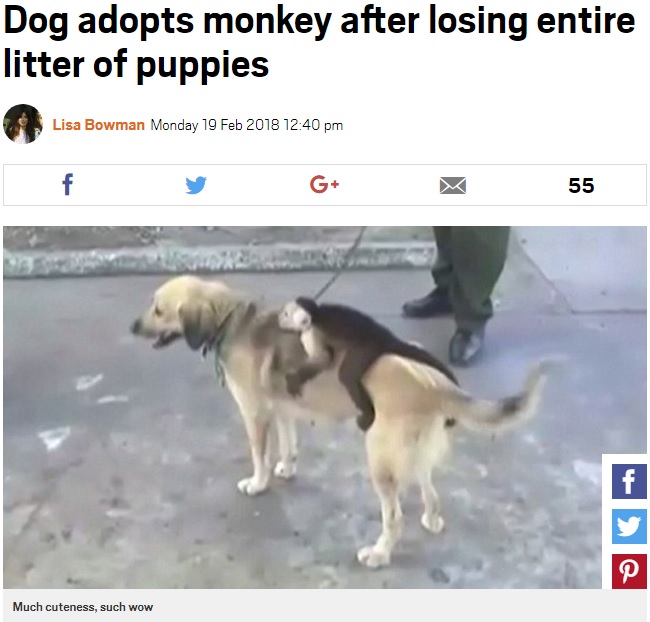 犬の背中にしがみつき離れない子ザル（画像は『Metro　2018年2月19日付「Dog adopts monkey after losing entire litter of puppies」』のスクリーンショット）