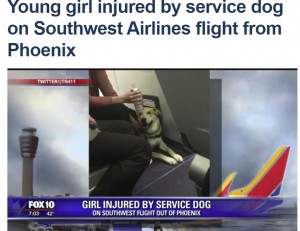 【海外発！Breaking News】セラピーアニマルの機内持ち込みで事故　犬が少女に噛みつく（米）