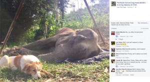 【海外発！Breaking News】瀕死のゾウに寄り添って愛を届けた犬（タイ）