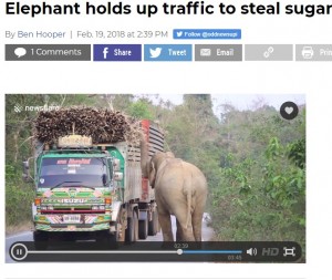 【海外発！Breaking News】トラックからサトウキビを盗むゾウに国道大渋滞（タイ）＜動画あり＞
