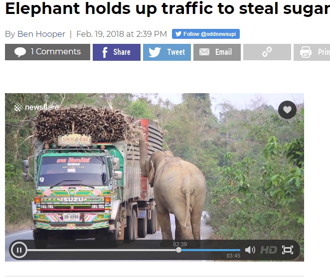トラックからサトウキビを取って食べるゾウ（画像は『UPI　2018年2月19日付「Elephant holds up traffic to steal sugar cane from trucks」』のスクリーンショット）