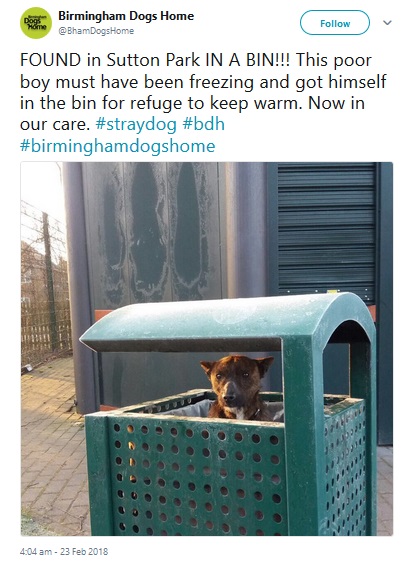 寒空の中、ゴミ箱で発見された犬（画像は『Birmingham Dogs Home　2018年2月23日付Twitter「FOUND in Sutton Park IN A BIN!!!」』のスクリーンショット）