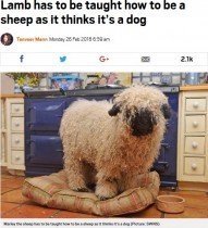 【海外発！Breaking News】自分を“犬”と思い込んでいる羊　飼い主「草の食べ方さえも知らない」（英）