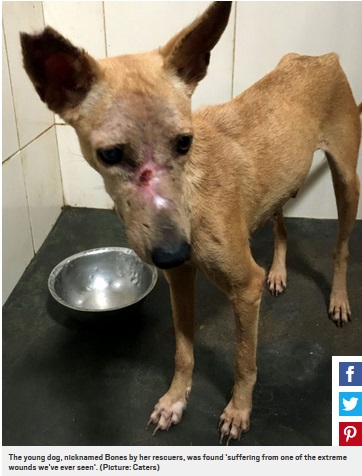 奇跡的に傷が回復した犬、現在は新しい飼い主のもとに（画像は『Metro　2018年2月10日付「Dog’s skin melted to the bone after brutal acid attack（Picture: Caters）』のスクリーンショット）