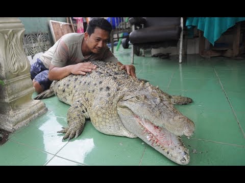 ワニをペットとして飼うインドネシアの家族（画像は『Barcroft Animals　2018年2月1日公開YouTube「Our Family Pet Is A Six Foot Croc | BEAST BUDDIES」』のサムネイル）