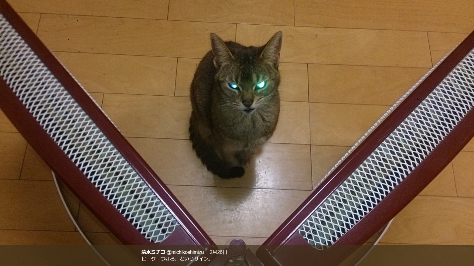 目を光らせる清水ミチコの愛猫（画像は『清水ミチコ　2018年2月26日付Twitter「ヒーターつけろ、というサイン。」』のスクリーンショット）