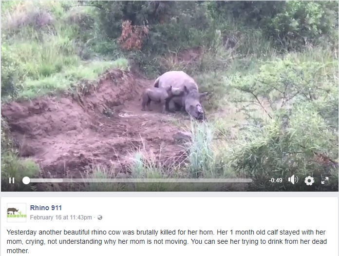 死んだ母親のそばに寄り添う子サイ（画像は『Rhino 911　2018年2月16日付Facebook「Yesterday another beautiful rhino cow was brutally killed for her horn.」』のスクリーンショット）