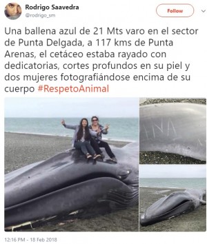【海外発！Breaking News】死んだクジラに「愛してるよ」の落書き　Vサインで写真撮影も（チリ）