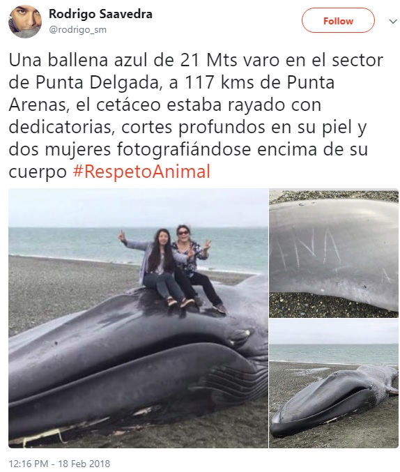 打ち上げられたクジラにやりたい放題（画像は『Rodrigo Saavedra　2018年2月18日付Twitter「Una ballena azul de 21 Mts varo en el sector de Punta Delgada, a 117 kms de Punta Arenas, el cetáceo estaba rayado con dedicatorias, cortes profundos en su piel y dos mujeres fotografiándose encima de su cuerpo ＃RespetoAnimal」』のスクリーンショット）