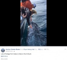 【海外発！Breaking News】ホエールウォッチングで寄ってきたクジラに…違法行為のツアー客に罰金刑か（米）＜動画あり＞