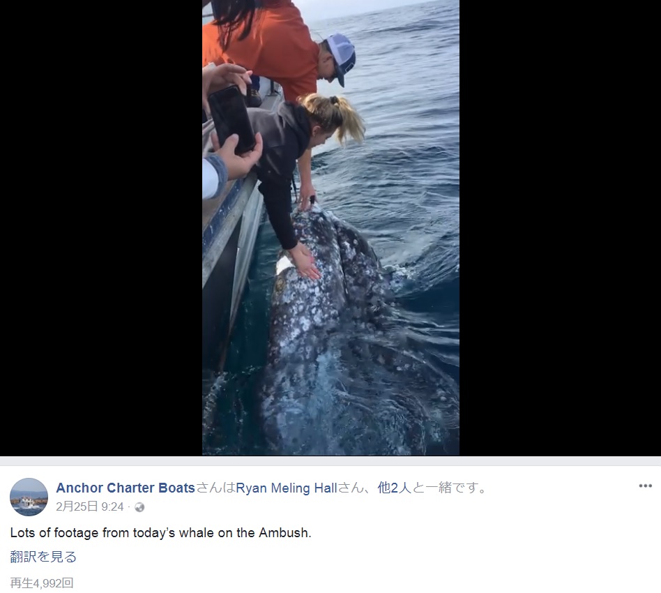 ホエールウォッチングでこうした接近は違法（画像は『Anchor Charter Boats　2018年2月25日付Facebook「Lots of footage from today’s whale on the Ambush.」』のスクリーンショット）
