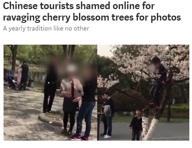 中国の桜、花見のマナー改善を求める声は国民からも（画像は『Shanghaiist　2018年3月27日付「Chinese tourists shamed online for ravaging cherry blossom trees for photos」』のスクリーンショット）
