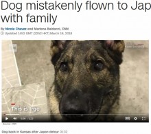 【海外発！Breaking News】日本行きの便に誤って乗せられた犬、無事アメリカに帰国　飼い主「ユナイテッド航空は二度と利用しない」