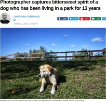 【海外発！Breaking News】公園に住んで13年　自由気ままに生きる犬（米）　　
