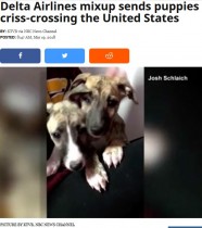 【海外発！Breaking News】デルタ航空もペット犬の搬送ミス　複数都市を経由した末に到着（米）