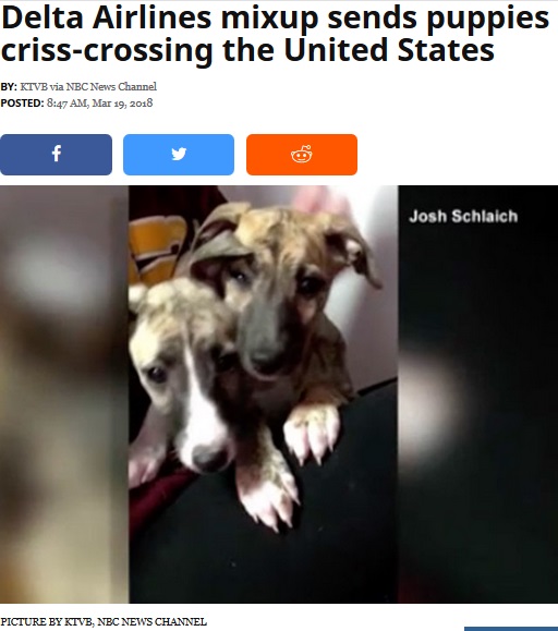 デルタ航空でもペット犬の搬送ミス（画像は『WPTV-TV　2018年3月19日付「Delta Airlines mixup sends puppies criss-crossing the United States」（KTVB, NBC NEWS CHANNEL）』のスクリーンショット）