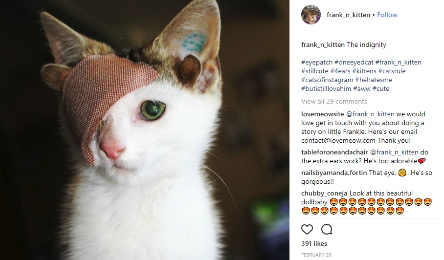 4つの耳を持つ子ネコの「フランキー」（画像は『frank_n_kitten　2018年2月20日付Instagram「The indignity」』のスクリーンショット）