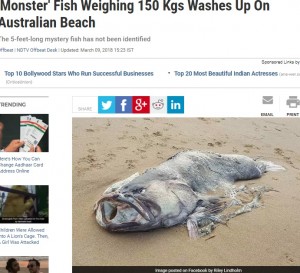 【海外発！Breaking News】豪ビーチに巨大な魚の死骸　体長1.5m、重さなんと150kg！