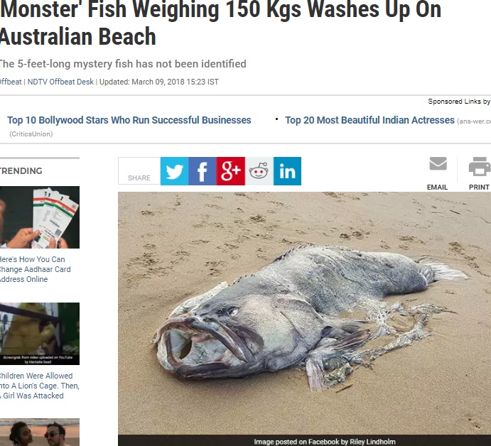 海の世界はまだ謎ばかり（画像は『NDTV　2018年3月9日付「‘Monster’ Fish Weighing 150 Kgs Washes Up On Australian Beach」（Image posted on Facebook by Riley Lindholm）』のスクリーンショット）