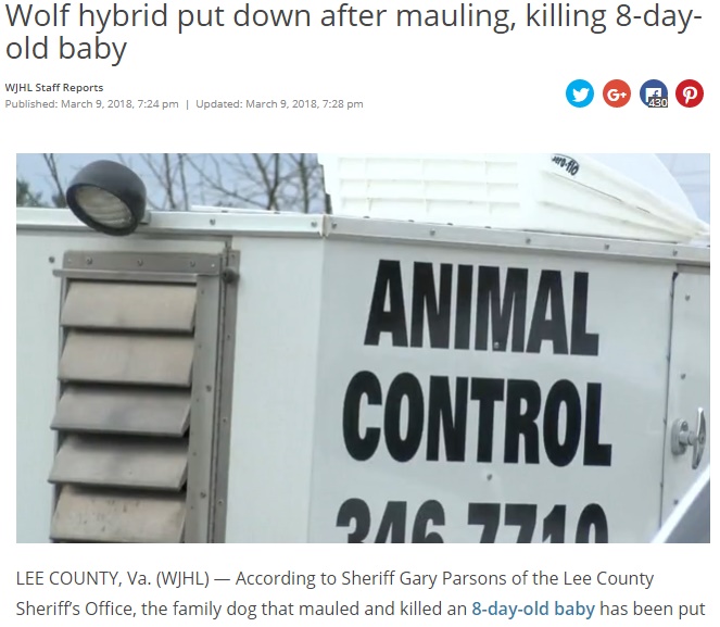 ペットとして飼われていた狼犬が新生児を殺す（画像は『WISH-TV　2018年3月9日付「Wolf hybrid put down after mauling, killing 8-day-old baby」』のスクリーンショット）