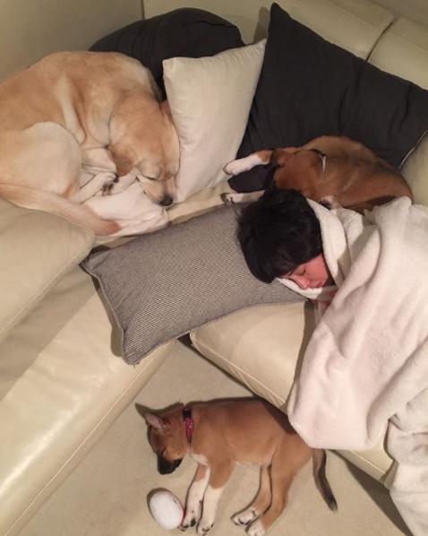滝川クリステルと愛犬たち（画像は『滝川クリステル　2018年3月11日付Instagram「私の周りで寝ているのは、みんな福島出身の子たち。」』のスクリーンショット）