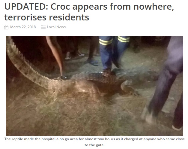ワニが病院玄関に居座り、中に入れない事態に（画像は『The Chronicle　2018年3月22日付「UPDATED: Croc appears from nowhere, terrorises residents」』のスクリーンショット）