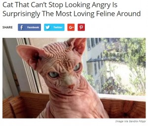 【海外発！Breaking News】普通ではない“怒り”の表情を持つネコのジェルダン君（スイス）