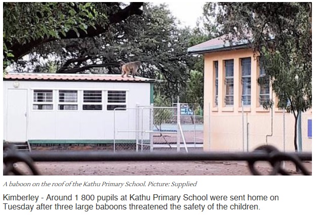 バブーン3頭が学校を占拠（画像は『IOL　2018年4月11日付「Pupils sent home after baboons ‘invade’ school」』のスクリーンショット）