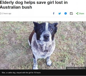 【海外発！Breaking News】17歳老犬お手柄！　森の中で迷子になった3歳女児を守り一晩過ごす（豪）