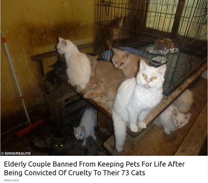 老夫婦に飼育放棄されていた猫の一部（画像は『real fix　2018年4月6日付「Elderly Couple Banned From Keeping Pets For Life After Being Convicted Of Cruelty To Their 73 Cats」（SWNS/REALFIX）』のスクリーンショット）