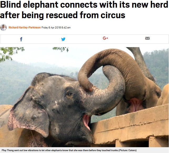 盲目のゾウ、救出され新しい仲間からの歓迎を受ける（画像は『Metro　2018年4月6日付「Blind elephant connects with its new herd after being rescued from circus」（Picture: Caters）』のスクリーンショット）
