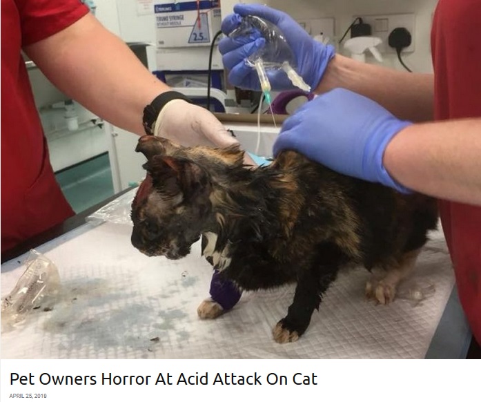 酸攻撃に遭った猫、一命を取り留めるも無残な姿に…（画像は『real fix　2018年4月25日付「Pet Owners Horror At Acid Attack On Cat」（SWNS/REALFIX）』のスクリーンショット）