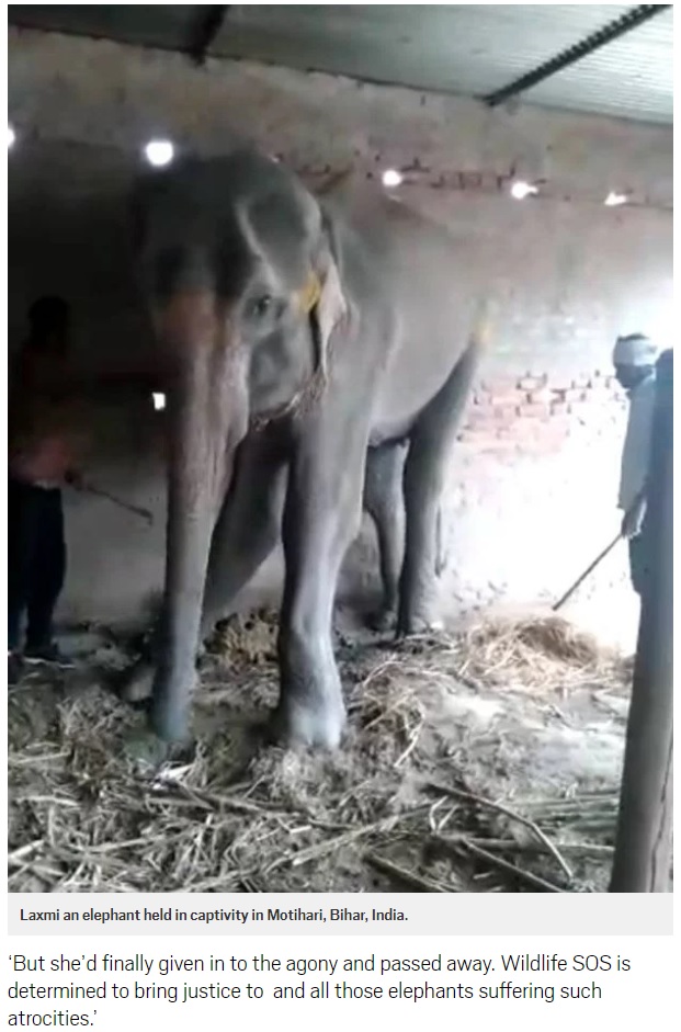 密猟者にさらわれ虐待され続けてきたゾウ、命を落とす（画像は『Metro　2018年4月1日付「Final agonising hours of elephant’s life in captivity caught on film」』のスクリーンショット）