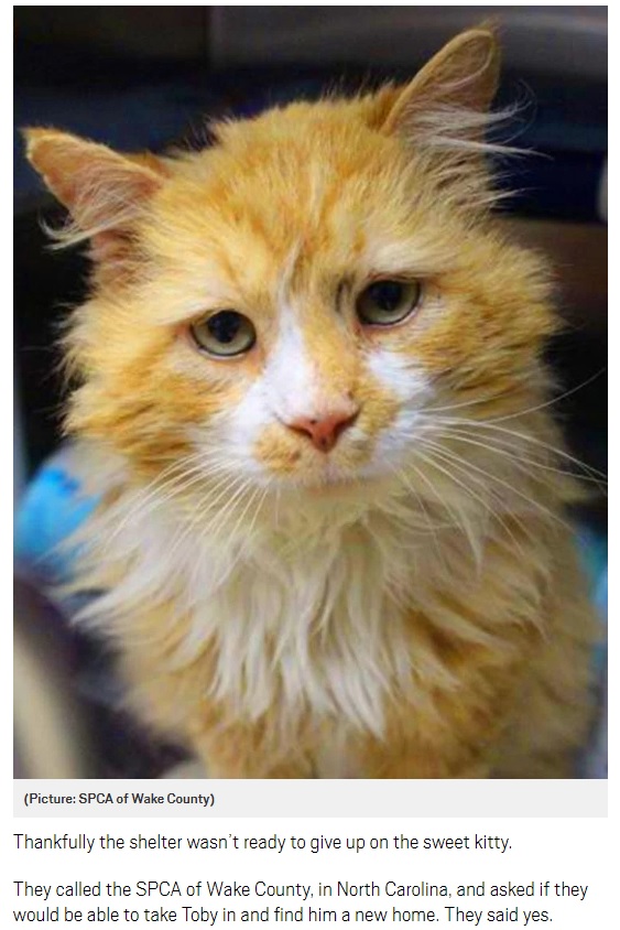 飼い主の家まで戻った猫、安楽死を求められ施設に救われる（画像は『Metro　2018年4月20日付「Toby the cat walks 12 miles to return to the family who abandoned him」（Picture: SPCA of Wake County）』のスクリーンショット）